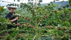 Characteristics of Colombian Dumbo Coffee suggestions on hand-flushing parameters of Colombian Coffee