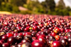 Measured data of honey-treated coffee bean cups in C Farm of Malacara Malakala Manor in El Salvador