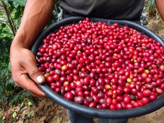 Brazilian coffee roasting suggests the flavor trend of Brazilian coffee beans with different roasting degrees.