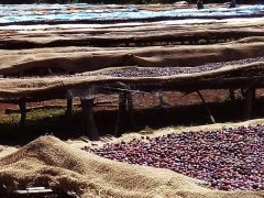 Raw bean evaluation-the difference between Ethiopian Sidamoyega and Sidamo Coffee