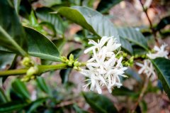 Where is Sidamo Coffee in Ethiopia?