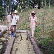 Information introduction of Ethiopian Coffee Brand Sidamo Coffee Hunkute Honggut washing Factory