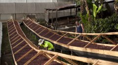 Sidamo Coffee producing area Sidamo-Hibu Sibu sun-dried coffee beans in Ethiopia