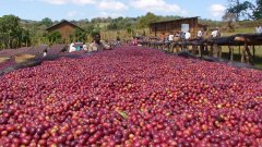 Background of Ethiopian Coffee cultivation in Ethiopian Coffee producing areas Sidamo and Yejasuefi