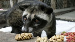 How much is Kopi Luwak? the value of a cup of Kopi Luwak comes from the unique 