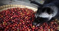How much is the cat shit coffee powder in Kopi Luwak? how much is the gold variety in a jin of coffee?
