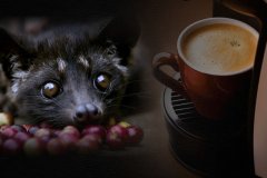 What is Kopi Luwak? 