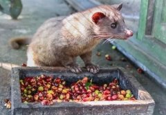 Kopi Luwak pictures what is the difference between Kopi Luwak of Vietnam and Kopi Luwak of Indonesia?