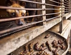 Actual shooting of Kopi Luwak production process, where did the most expensive Kopi Luwak in the world come from?