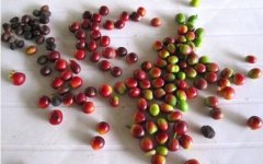 Introduction to the flavor of Finca Santa Paula Santa Paula Farm in Koban Rain Forest, Guatemala