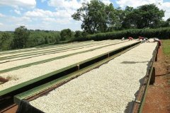 Introduction to the handling of coffee beans at Aprocetu Estate Farm in the Central Valley of Costa Rica