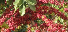 El Salvador National Treasure Coffee Tree species Carmen Manor Pacamara Pacamara Tree species