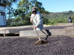 El Salvador Mayan Coffee El Coffee Finca Himalaya Himalayan Manor