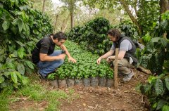 Colombian Coffee Bean Story how Colombian coffee has changed from high-quality coffee to affordable coffee