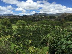 Ecuadorian coffee producing area Luoya Loya Espen Dora coffee Ecuadorian coffee brand