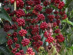 Ecuador Coffee status 2016 Ecuador Coffee-Taza Dorada Robusta Championship