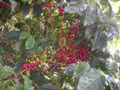 Coffee growing in Ecuador, Ecuador