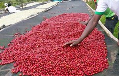 Ecuadorian coffee hand brews Ecuadorian Vikabamba-longevity village coffee is worth a try