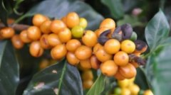 What is the uniqueness of Colombian iron pickup mutant Marago Rippi coffee beans?