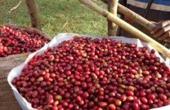 Why do they say East Timor coffee has devil's endings? What is devil's endings?