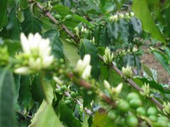 What is the uniqueness of the Black Pearl in La Lajas Manor, Costa Rica? introduction to top coffee beans