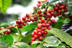 Costa Rican coffee is fruity, Costa Rican coffee, jaguar single coffee beans.