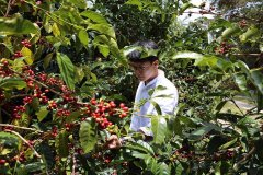 Guatemala Rose Summer Coffee Guatemala's most famous coffee plantation Incht Injerto White Stone Rose Summer