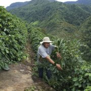 Guatemala Coffee Fine, soft bourbon flavor Guatemala Coffee San Isidro Estate