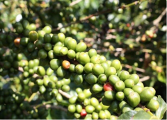 The environment of the Bugisu coffee plantation in Uganda introduces what kind of coffee is suitable for Uganda in Africa.