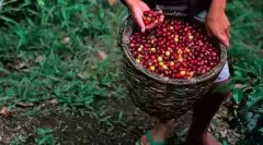 El Salvador-Santa Rita Manor Solar hand selected Coffee beans