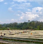 The Honggut Hunkute washing Plant in Sidamo, Ethiopia, is excellent everywhere.