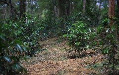 Characteristics of Coffee Flavor in Xidamo Coffee introduction to the information of Xidamo Guji producing area