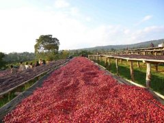 Introduction to the Coffee Flavor of Capetilo Manor, which has a long History in Guatemala