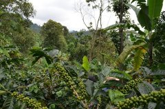 Sumatra Coffee Tarkengang production area Mantenin introduces Mantenin's definition of trademark goods