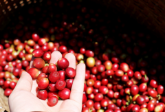 Which brand of Yunnan coffee is good? Yunnan small grain coffee in China is the top quality coffee in the world.