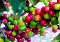 The Origin and cultivation of Yunnan small Coffee and the Brand ranking of Yunnan small Coffee