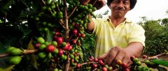 History story of Colombian coffee beans in the gentle countryside of Latin America Colombian coffee flavor