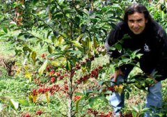 Comparison of three major coffee farms in Colombia: coffee varieties. Shading trees and fermentation treatment