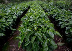 Guatemalan Coffee Manor-Monkey Manor in the Tree A magical and interesting variety of coffee in Guatemala