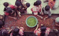 More than seven kinds of raw coffee bean treatment in Santa Ferrisa Manor, a coffee producing area in Guatemala