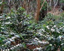 What is the information on the labels on the bags of Guatemalan coffee beans? Price of Guatemalan coffee