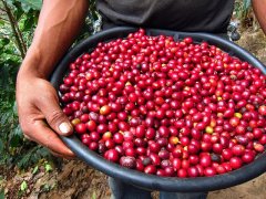 The Best Coffee God Coffee Origin Story in Guatemala-Antigua Minita Group background
