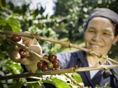 Special treatment in Guatemala-Wine Sun Pacas Coffee Coffee Cadilas Manor in Guatemala