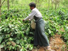 2017 Guatemala Coffee selected Solar batch introduction to Capetello Manor Sun Bourbon Coffee