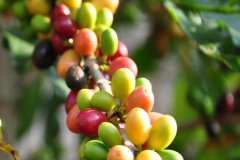 What is the unique flavor of Antigua Huasheng coffee balls? which country is Raminita Group?