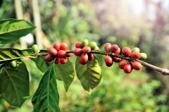 Chocolate-flavored coffee is recommended to introduce the top Tarazhu producing area of Costa Rican coffee