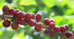Which is the most famous lemon tree manor in Nicaragua Coffee Manor washes the flavor of Kaddura coffee
