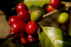 Costa Rican Coffee Pinos Microprocessing Plant introduces the selected batch flavor of Platano Manor
