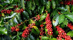 Best Panamanian Champion Coffee Manor introduces Panamanian Valentine's miniature boutique coffee plantation