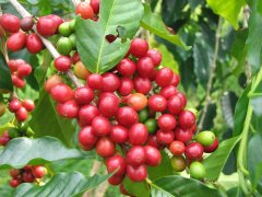 What is the relationship between Costa Rican Coffee and Father Coffee? Verola processing Factory Father Coffee